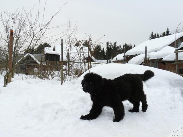 Фото: ньюфаундленд Pchiolkin Dom Veniamin (Пчёлкин Дом Вениамин)