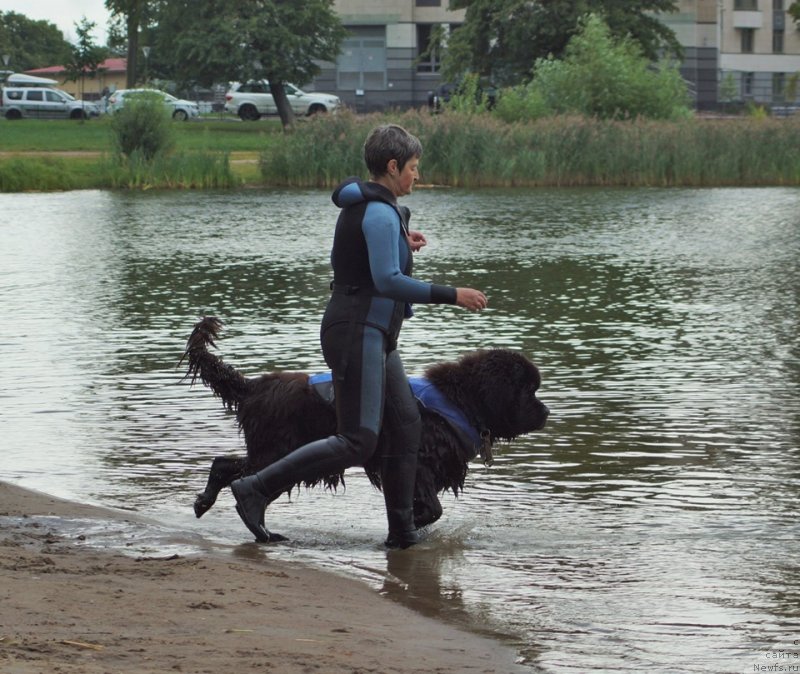 Фото: ньюфаундленд Smigar Gordon Fellow (Смигар Гордон-Феллоу)