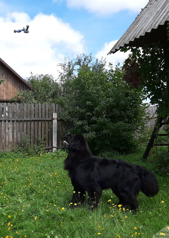 Фотография № 244354