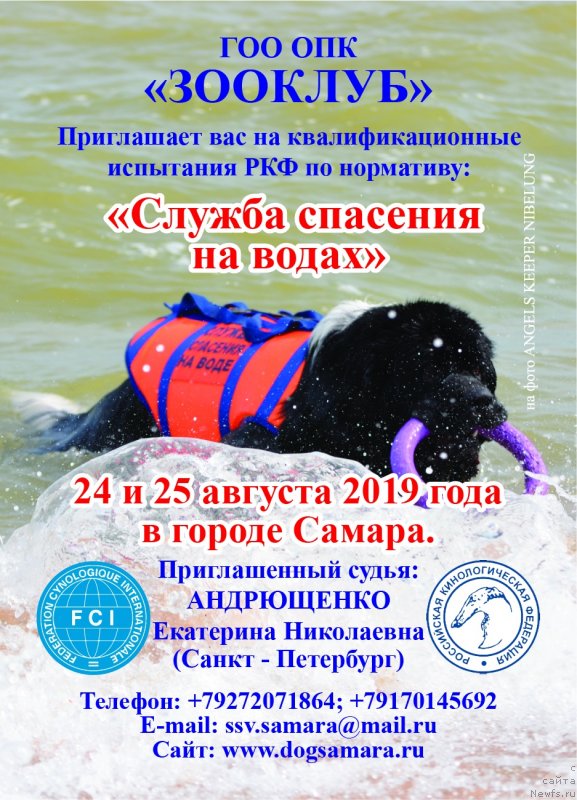 Фото: ньюфаундленд Angels Keeper Nibelung (Энджелс Кипер Нибелунг)