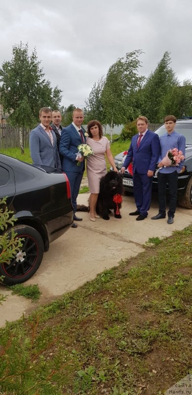 Фото: ньюфаундленд Sirius Bol'shoy Pes (Сириус Большой Пес)