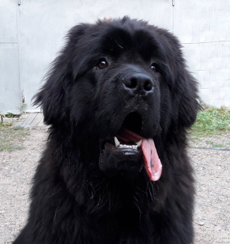 Фото: ньюфаундленд Okean Mechtyi Atlant (Океан Мечты Атлант)