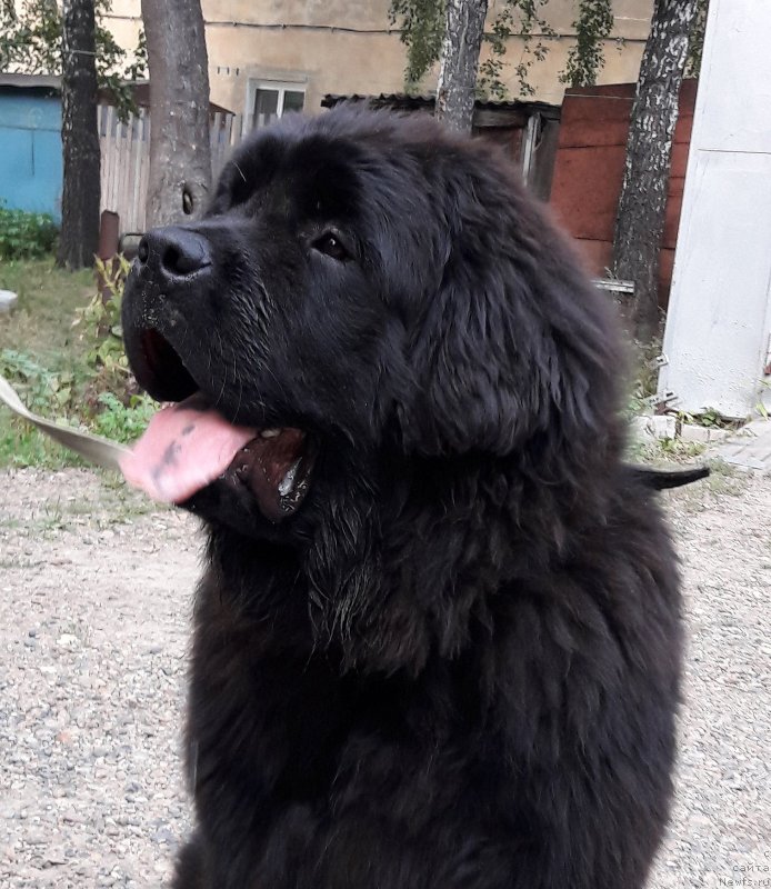 Фото: ньюфаундленд Okean Mechtyi Atlant (Океан Мечты Атлант)