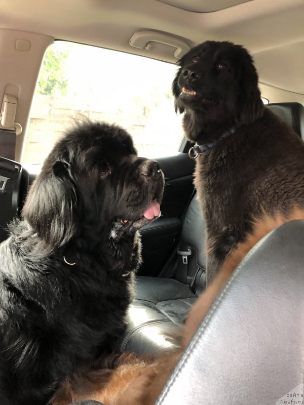 Фото: ньюфаундленд Restayling From SHipmyen (Рестайлинг Фром Шипмэн), дворянка Нюха