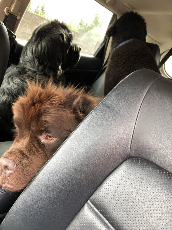 Фото: ньюфаундленд N'yufort Vasabi (Ньюфорт Васаби), ньюфаундленд Restayling From SHipmyen (Рестайлинг Фром Шипмэн)