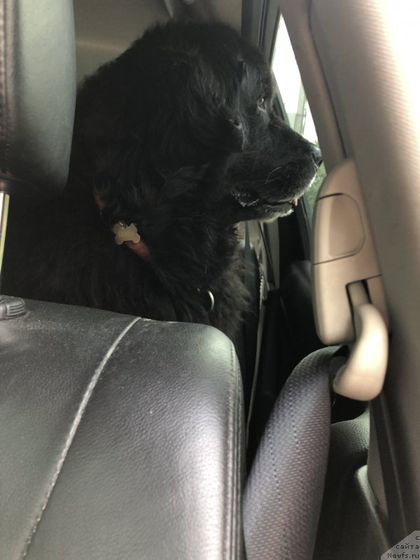 Фото: ньюфаундленд Bonni Flayt (Бонни Флайт)