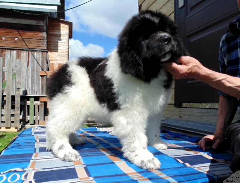 Фото: ньюфаундленд Illulisat ot Karel'skih Medvedey (Иллулисат от Карельских Медведей)