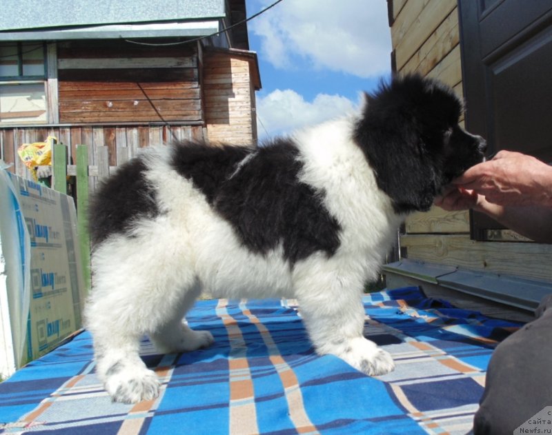 Фото: ньюфаундленд Illulisat ot Karel'skih Medvedey (Иллулисат от Карельских Медведей)