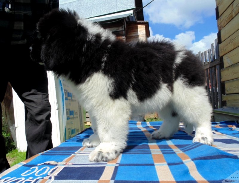 Фото: ньюфаундленд Illulisat ot Karel'skih Medvedey (Иллулисат от Карельских Медведей)