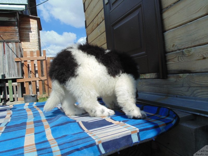 Фото: ньюфаундленд Illulisat ot Karel'skih Medvedey (Иллулисат от Карельских Медведей)