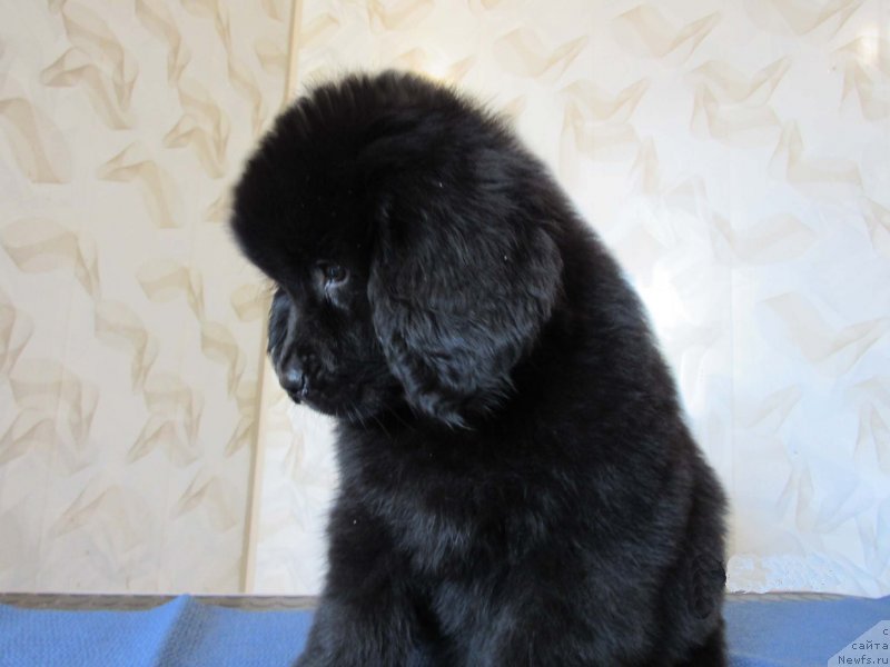 Фото: ньюфаундленд Zhelannaya Lyubava Bolshoj Malysh