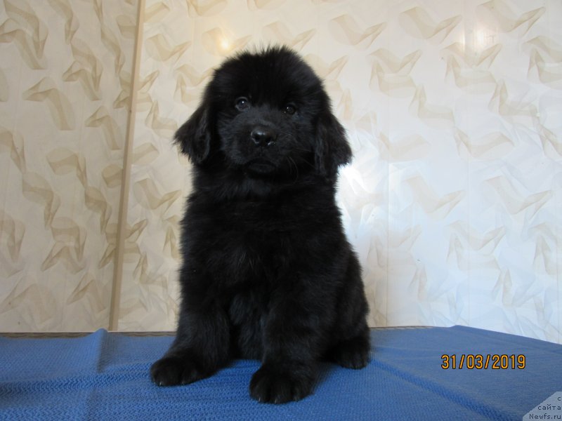 Фото: ньюфаундленд Zhasminovaya Lu-Lu Bolshoj Malysh