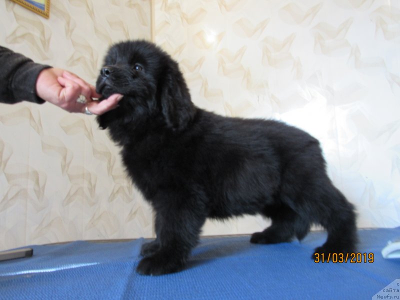 Фото: ньюфаундленд Zhritsa Leya Bolshoj Malysh