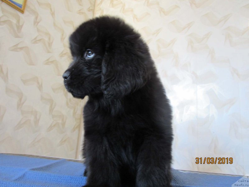 Фото: ньюфаундленд Zhritsa Leya Bolshoj Malysh