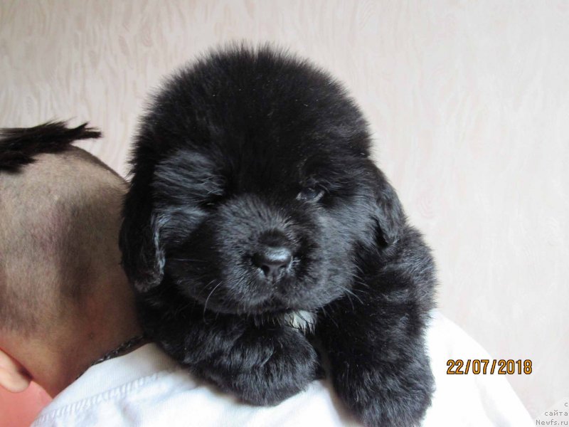 Фото: ньюфаундленд Kimiko Bolshoj Malysh