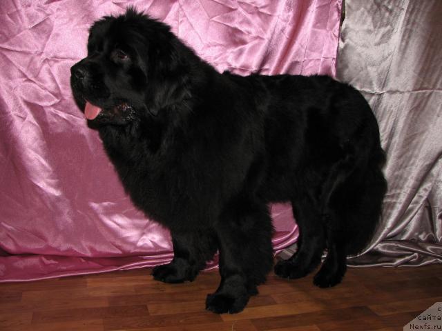 Фото: ньюфаундленд Ottava (Оттава)