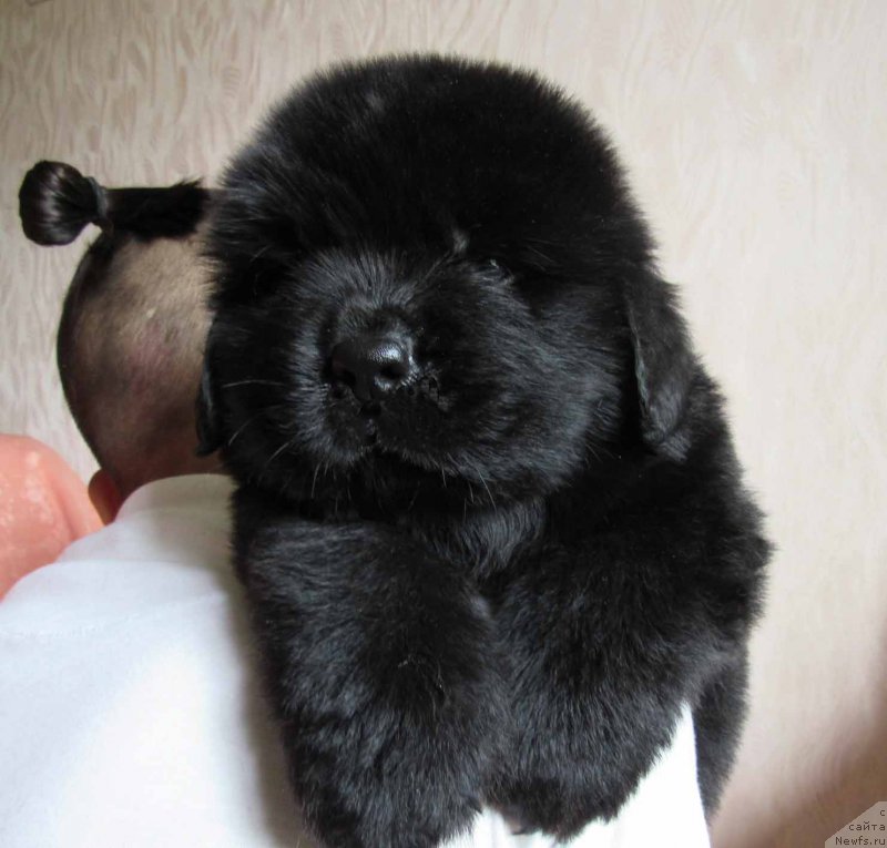 Фото: ньюфаундленд Kiss-in-the-ring Bolshoj Malysh