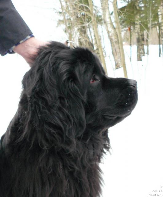 Фото: ньюфаундленд Pchyolkin Dom Akvilegiya (Пчёлкин Дом Аквилегия)