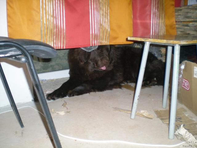 Фото: Янтарная Яшма Денвера