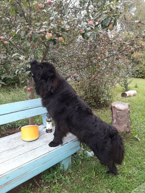 Фотография № 244494