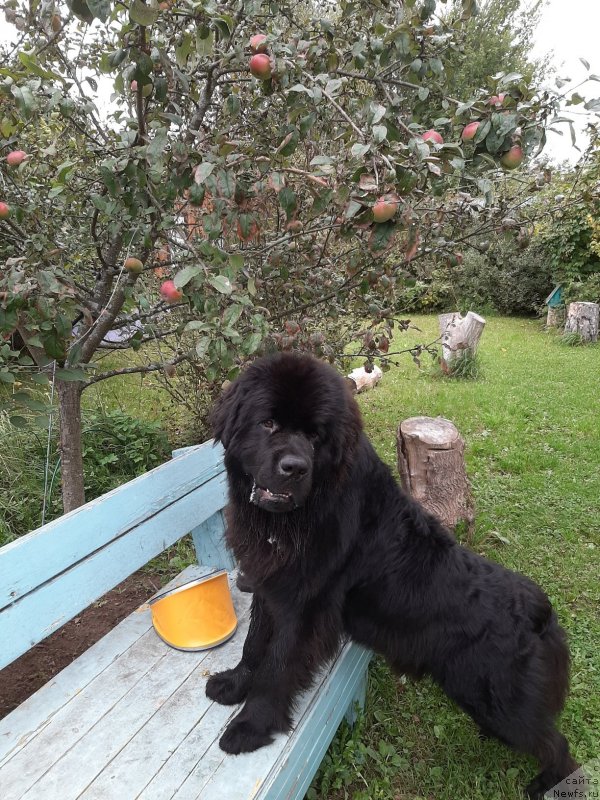 Фотография № 244495