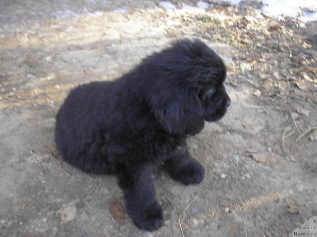 Фото: ньюфаундленд Ottava (Оттава)