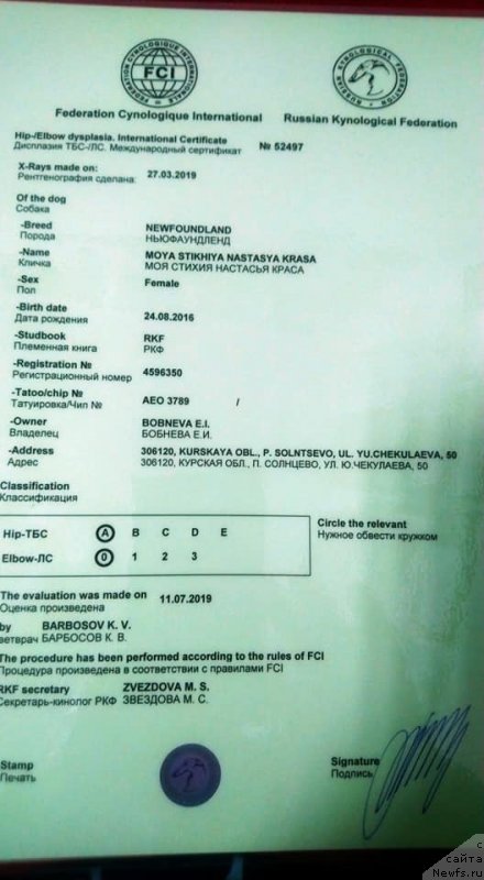 Фото: ньюфаундленд Moya Stikhiya Nastasya Krasa (Моя Стихия Настасья Краса)