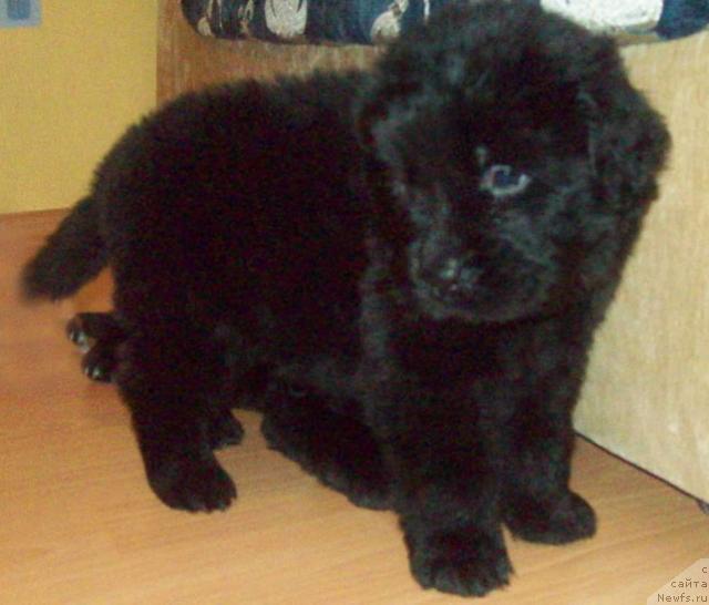 Фото: ньюфаундленд Lyubov' Zemnaya (Любовь Земная)