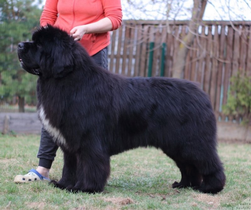 Фото: ньюфаундленд Cristalmar Mixed Emotion at Ursinus Velutus