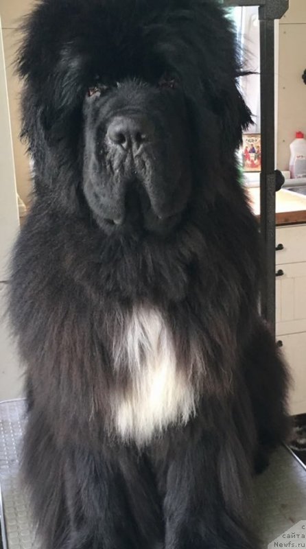 Фото: ньюфаундленд Cristalmar Mixed Emotion at Ursinus Velutus