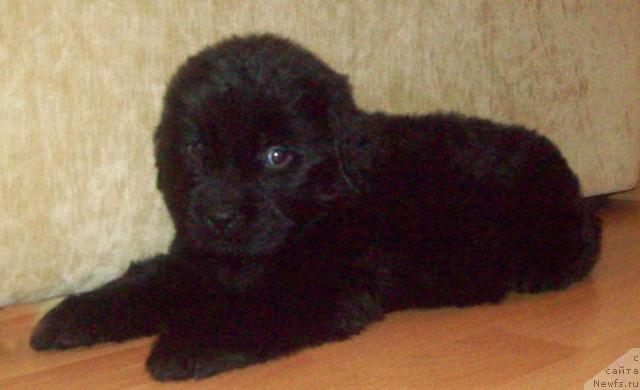 Фото: ньюфаундленд Lyubov' Zemnaya (Любовь Земная)