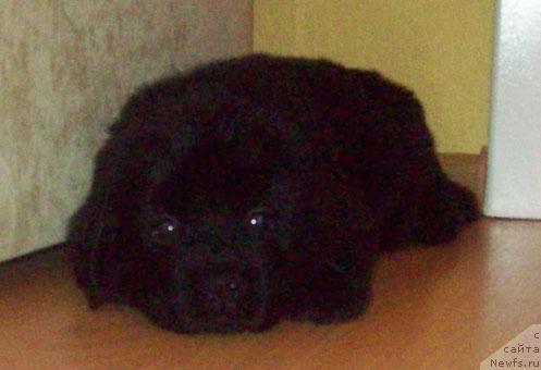 Фото: ньюфаундленд Laskovyiy Mishka (Ласковый Мишка)