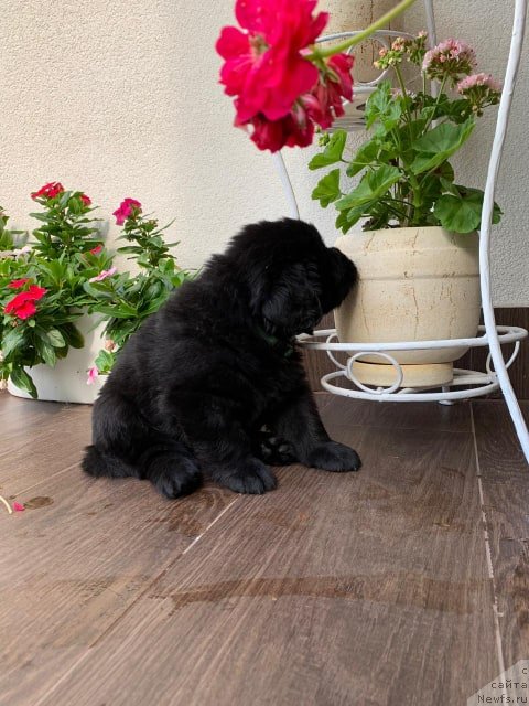 Фото: ньюфаундленд N'yufort Vivian (Ньюфорт Вивиан)