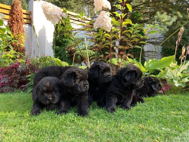 Фото: ньюфаундленд N'yufort Vivian (Ньюфорт Вивиан)