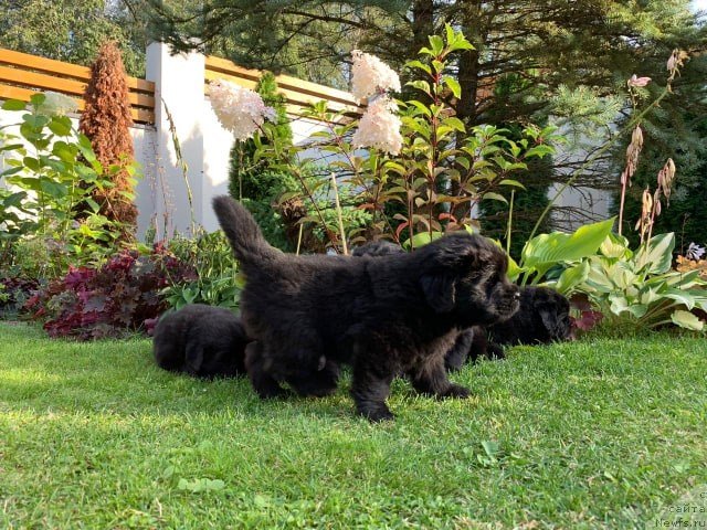 Фото: ньюфаундленд N'yufort Vivian (Ньюфорт Вивиан)