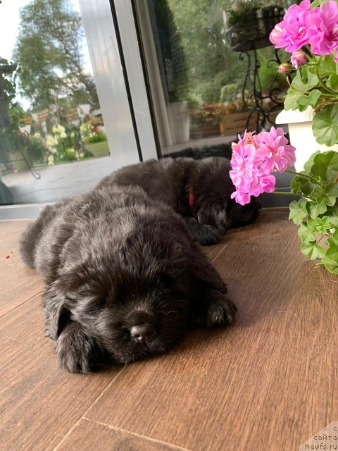 Фото: ньюфаундленд N'yufort Vivian (Ньюфорт Вивиан)