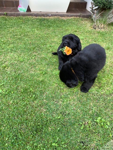 Фото: ньюфаундленд N'yufort Vivian (Ньюфорт Вивиан)