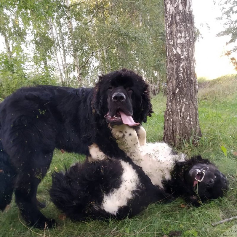 Фото: ньюфаундленд Super Premium Burbon (Супер Премиум Бурбон), ньюфаундленд YAhont Han iz Medvej'ego YAra (Яхонт Хан из Медвежьего Яра)