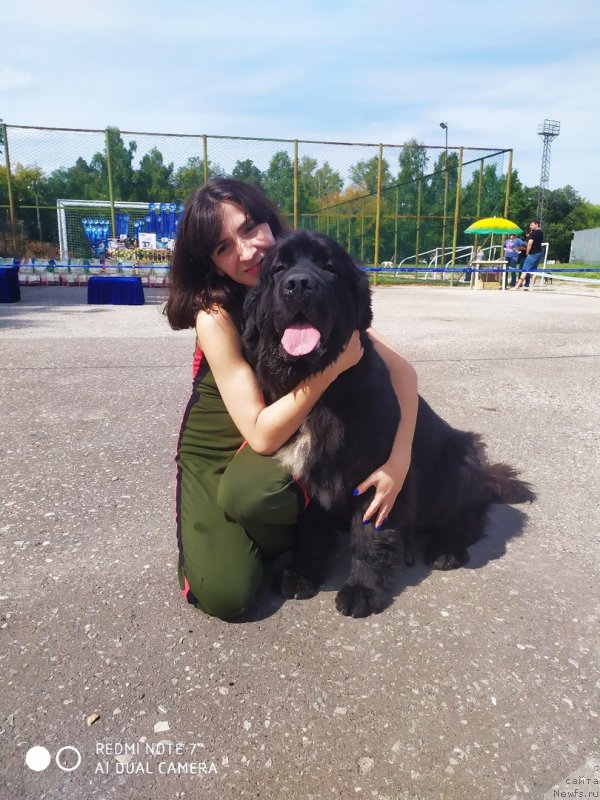 Фото: ньюфаундленд Belkonder-Klab Madam de Pompadur (Белкондер-Клаб Мадам де Помпадур), Mariya Ermachkova (Мария Ермачкова)