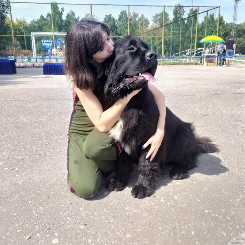 Фото: ньюфаундленд Belkonder-Klab Madam de Pompadur (Белкондер-Клаб Мадам де Помпадур), Mariya Ermachkova (Мария Ермачкова)