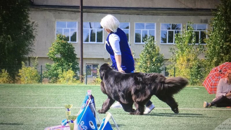 Фото: ньюфаундленд Njufort Karamel Dlya Strazhey Tatarstana (Ньюфорт Карамель для Стражей Татарстана)