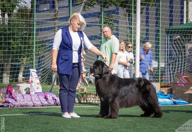 Фото: ньюфаундленд Njufort Karamel Dlya Strazhey Tatarstana (Ньюфорт Карамель для Стражей Татарстана)