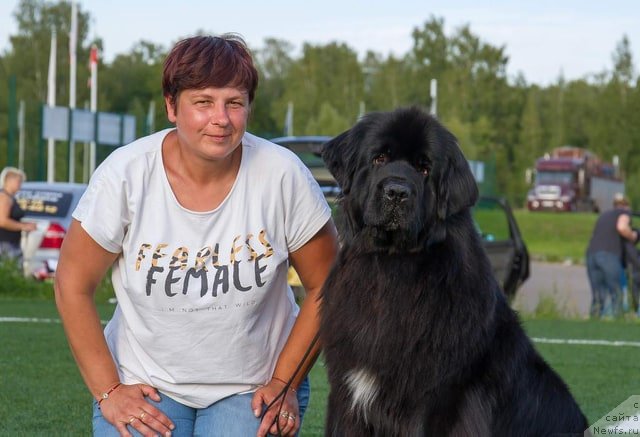 Фото: ньюфаундленд Njufort Karamel Dlya Strazhey Tatarstana (Ньюфорт Карамель для Стражей Татарстана)