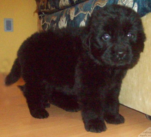 Фото: ньюфаундленд Lejebok Lui-Filipp (Лежебок Луи-Филипп)