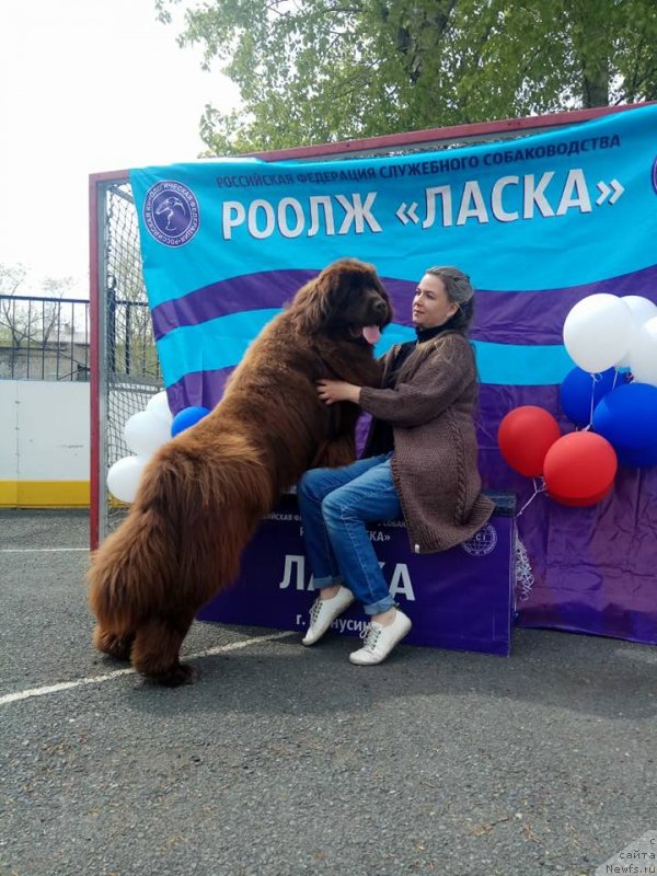 Фото: ньюфаундленд Njufort Maclaren (Ньюфорт Макларен)