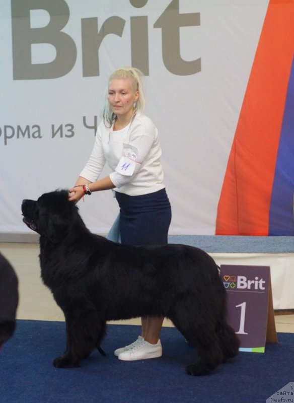 Фото: ньюфаундленд Akvian Song Tequila Gold (Аквиан Сонг Текила Голд)