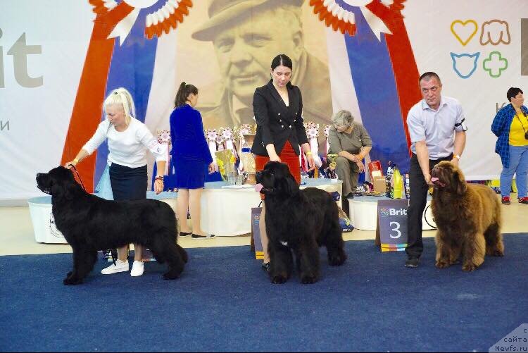 Фото: ньюфаундленд Akvian Song Tequila Gold (Аквиан Сонг Текила Голд), ньюфаундленд Moon Brook Elephant Ebony (Моон Броок Елепхант Ебонии), ньюфаундленд Super Bizon Urban Princess (Супер Бизон Урбан Принцесс)