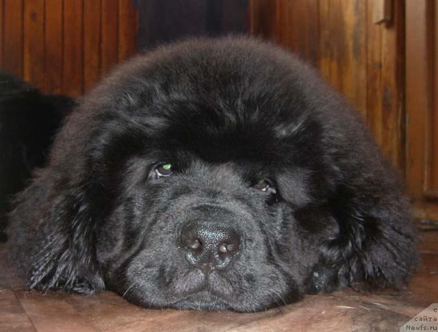 Фото: ньюфаундленд Super Bizon Byerrimor (Супер Бизон Бэрримор)