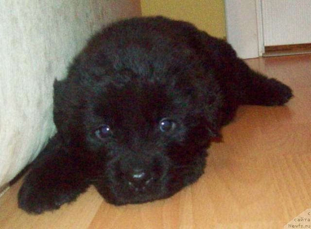 Фото: ньюфаундленд Lejebok Lui-Filipp (Лежебок Луи-Филипп)