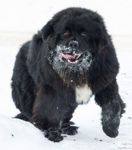 Фото: ньюфаундленд Kiper Soul Uitni H'yuston (Кипер Соул Уитни Хьюстон)